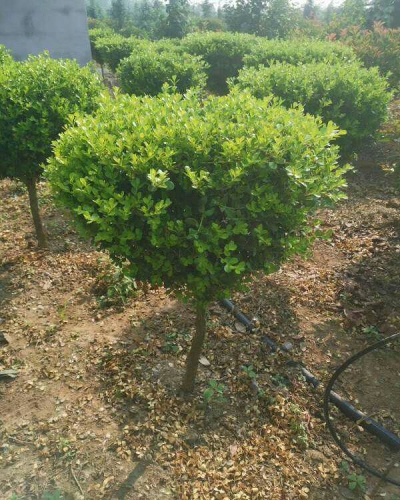 批发精品冬青树苗大树球庭院独杆大叶黄杨树苗四季常青植物风