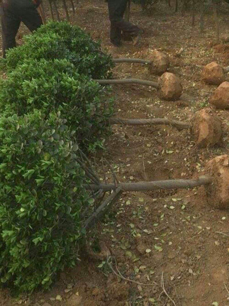 批发精品冬青树苗大树球庭院独杆大叶黄杨树苗四季常青植物风