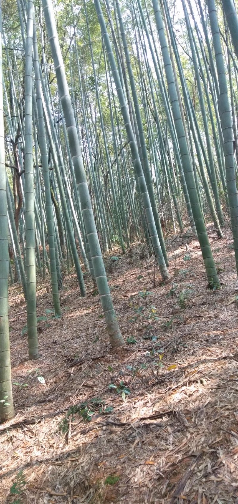 毛竹子，现货，量大，随时发货