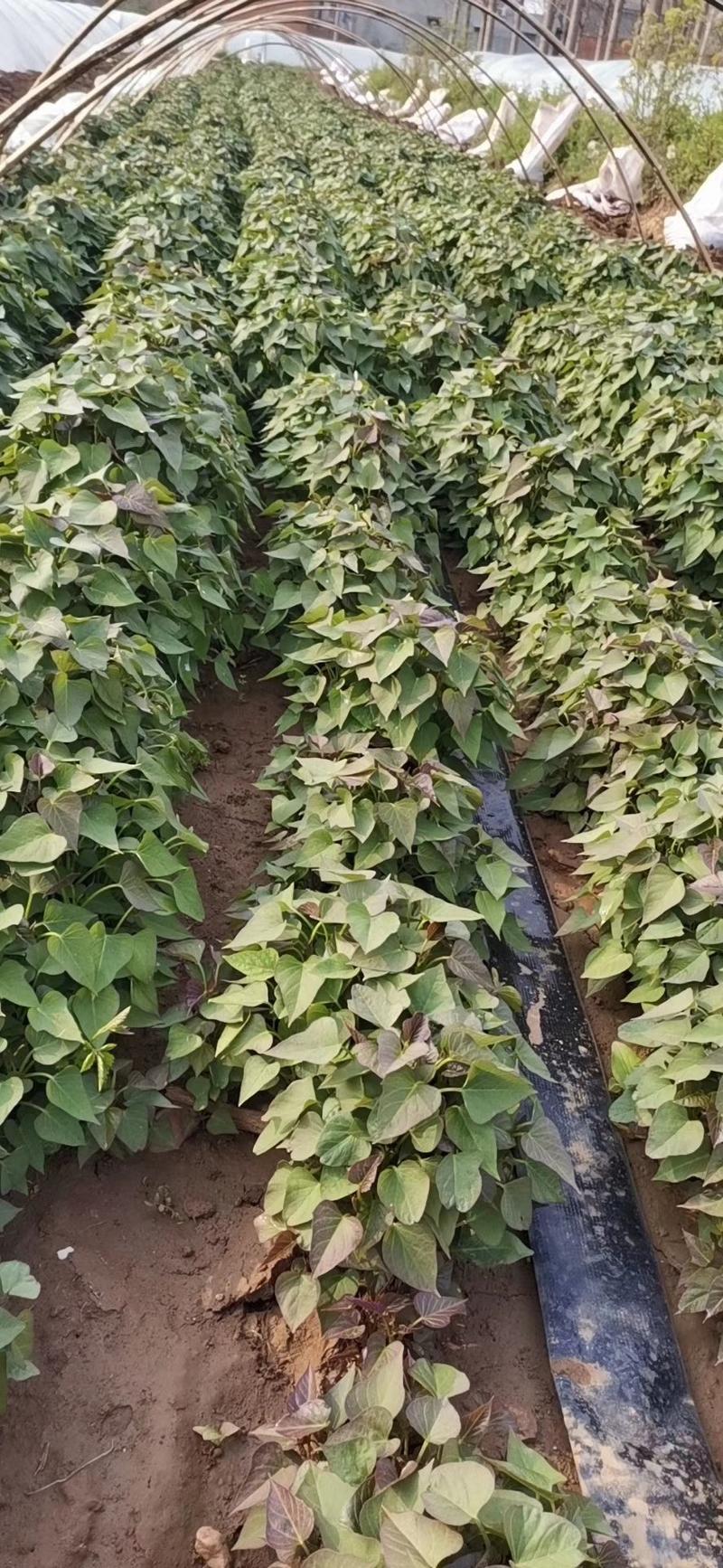河南优质脱毒原种商薯19红薯苗，一手货源，产地直供