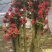 杜鹃花老桩