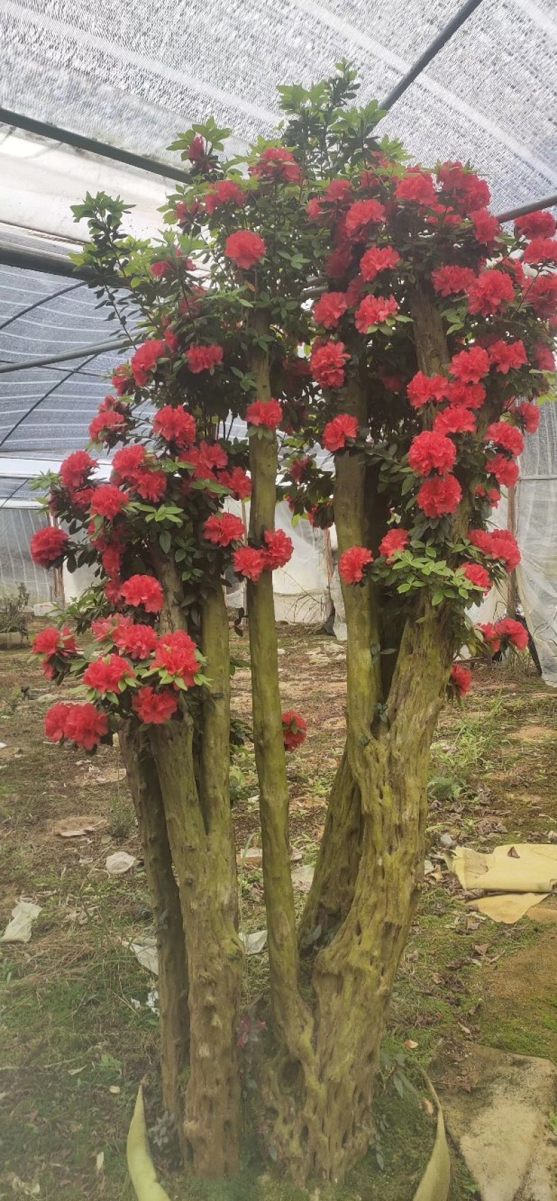 杜鹃花老桩