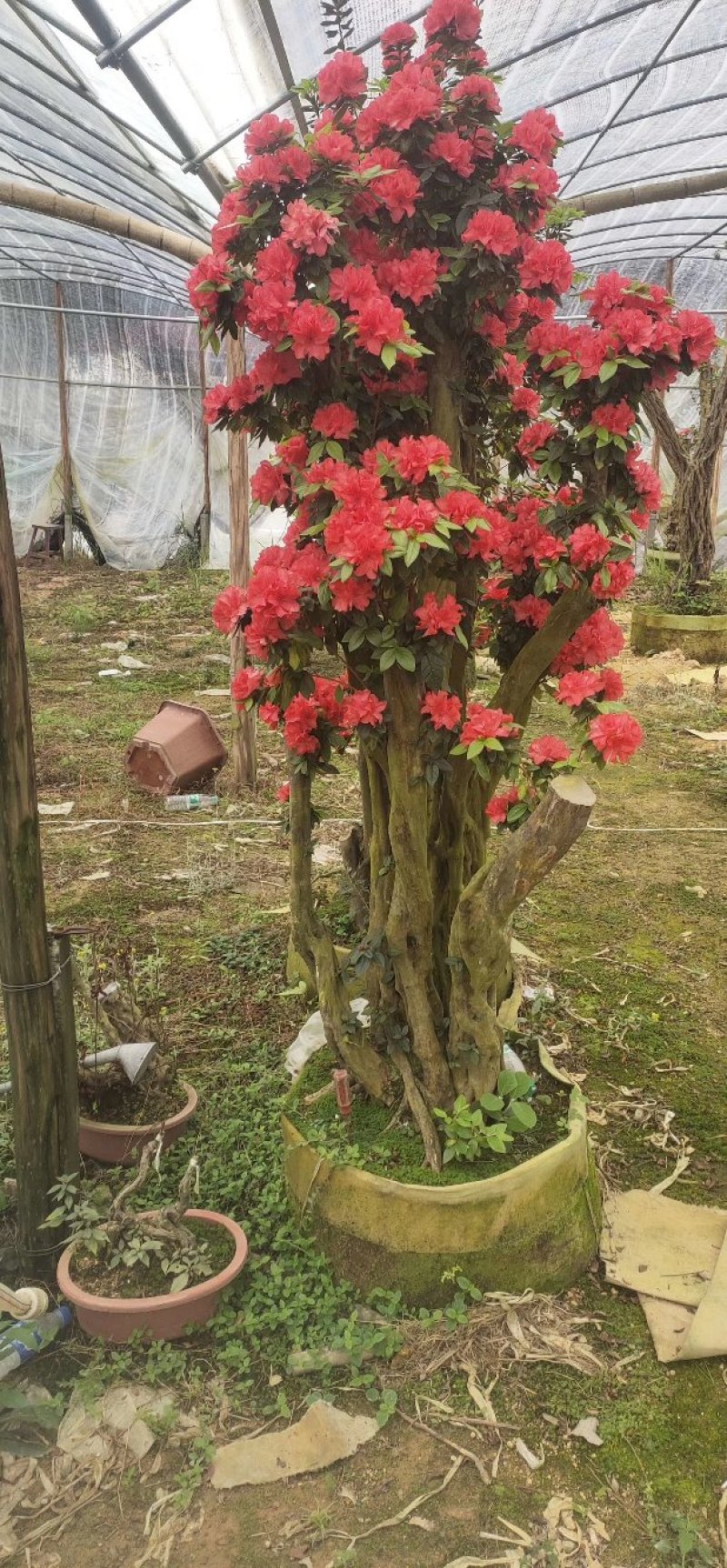 杜鹃花老桩