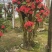 杜鹃花老桩