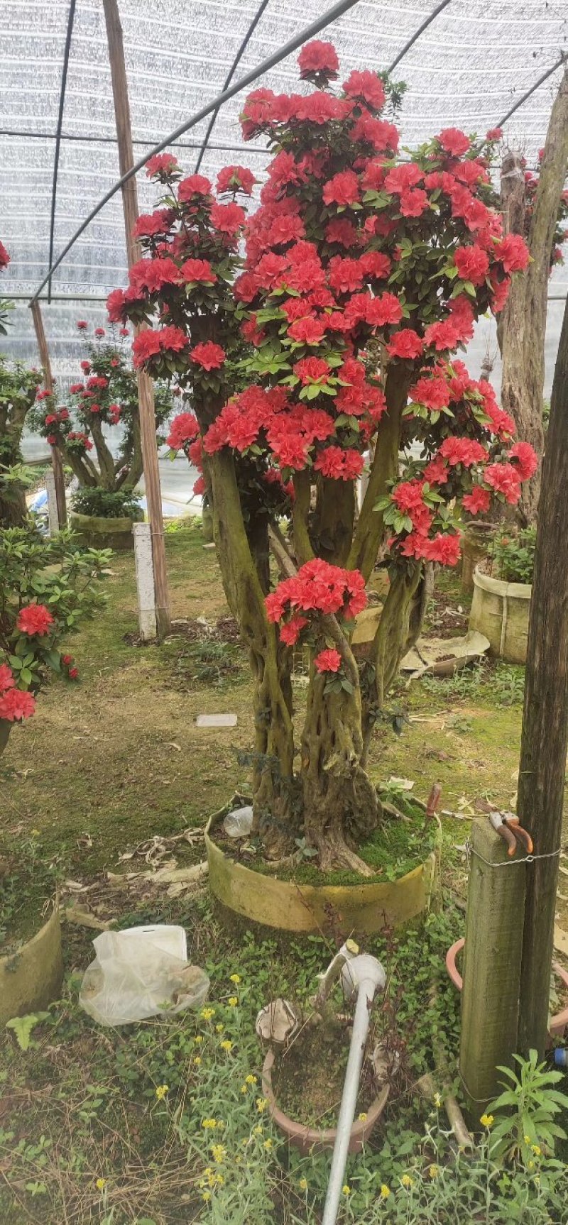 杜鹃花老桩