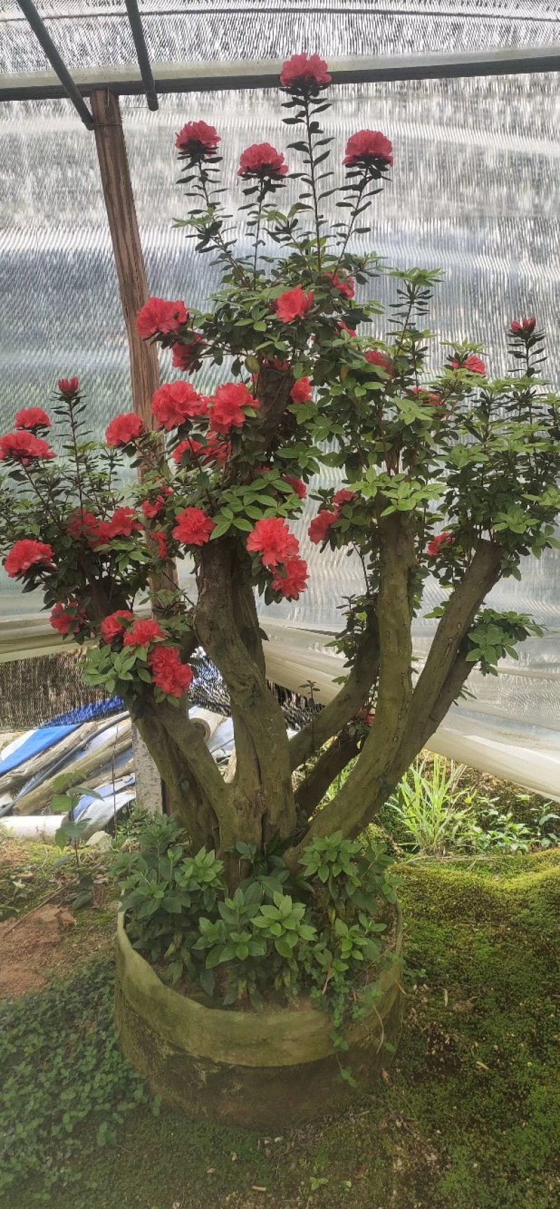 杜鹃花老桩