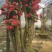 杜鹃花老桩