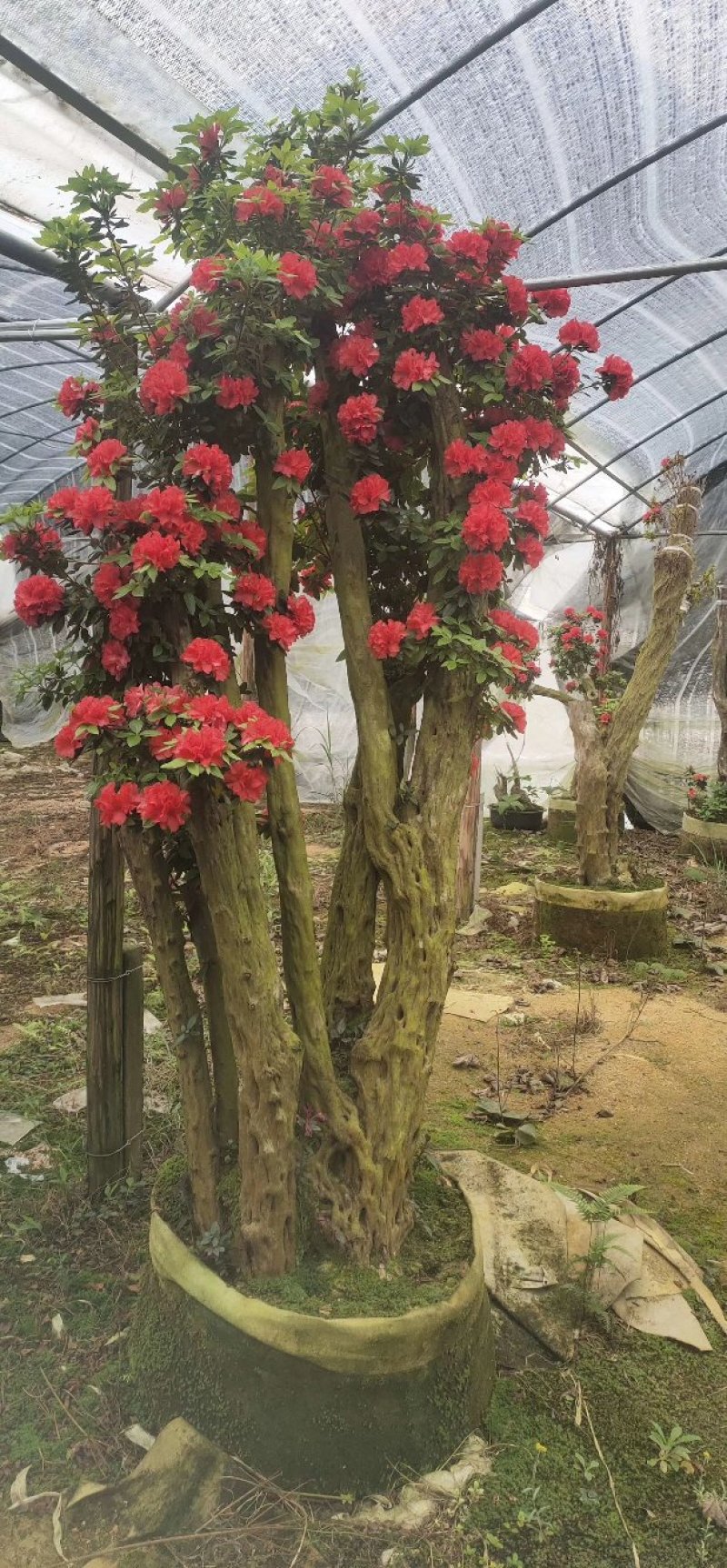 杜鹃花老桩
