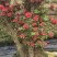杜鹃花老桩