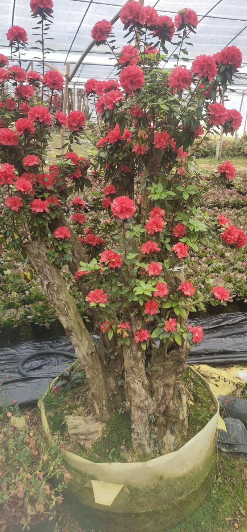 杜鹃花老桩