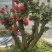 杜鹃花老桩