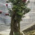 杜鹃花老桩