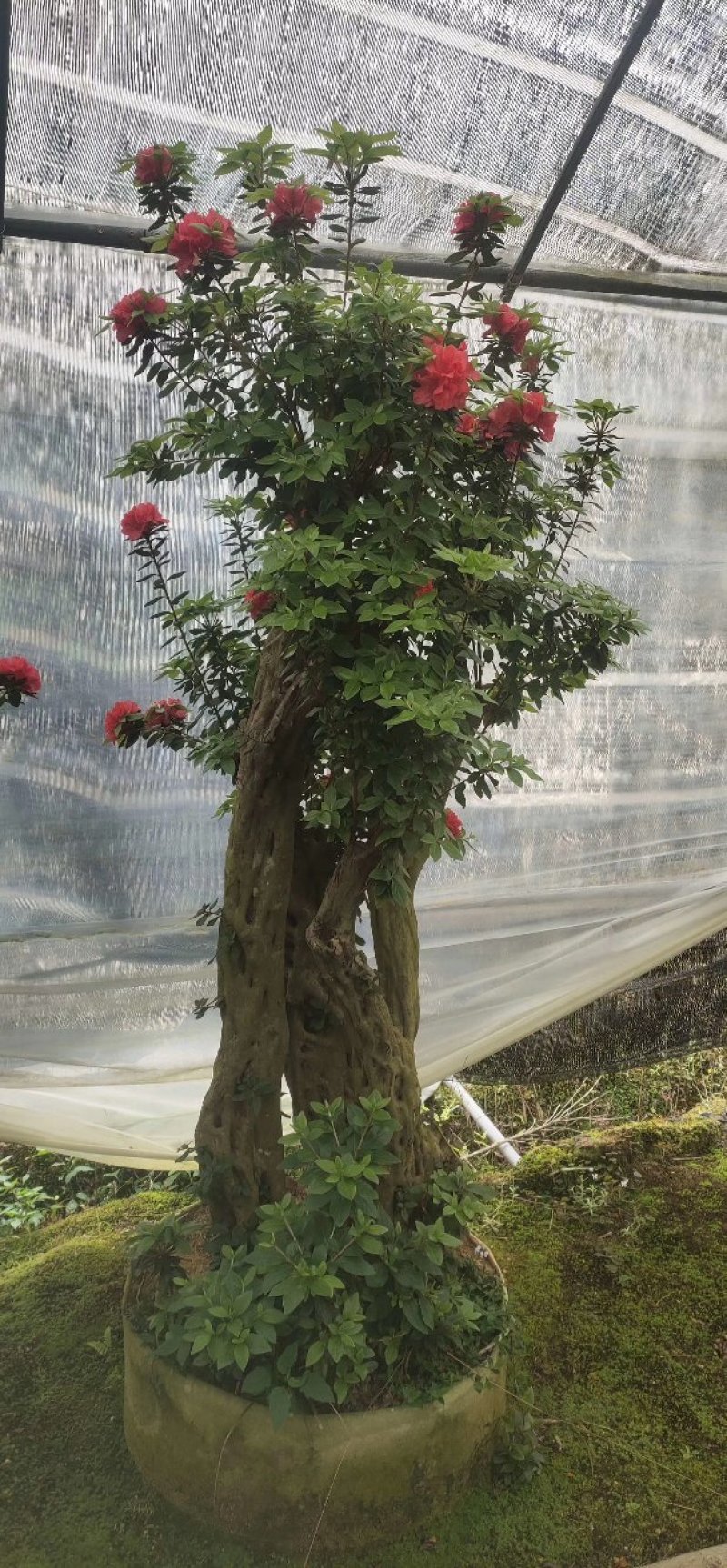 杜鹃花老桩