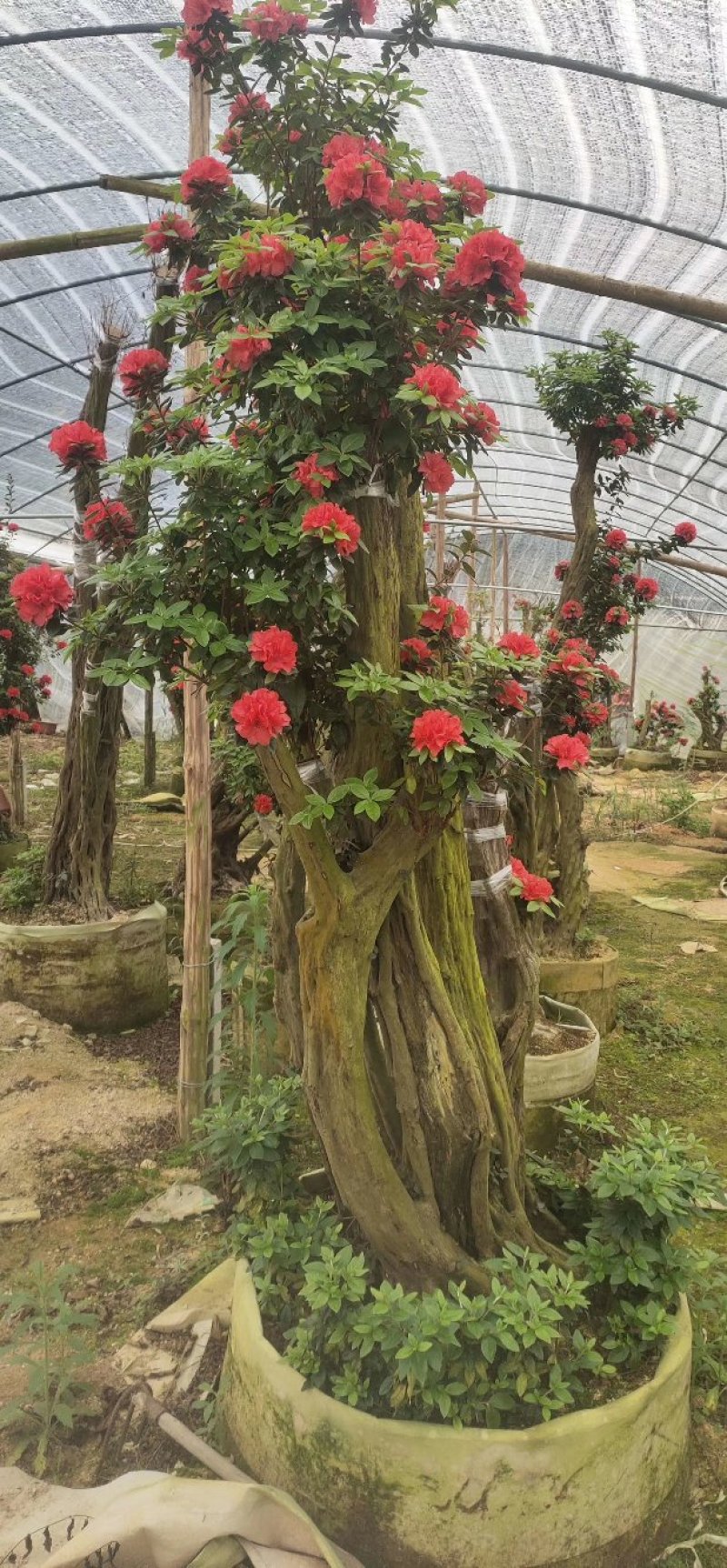 杜鹃花老桩