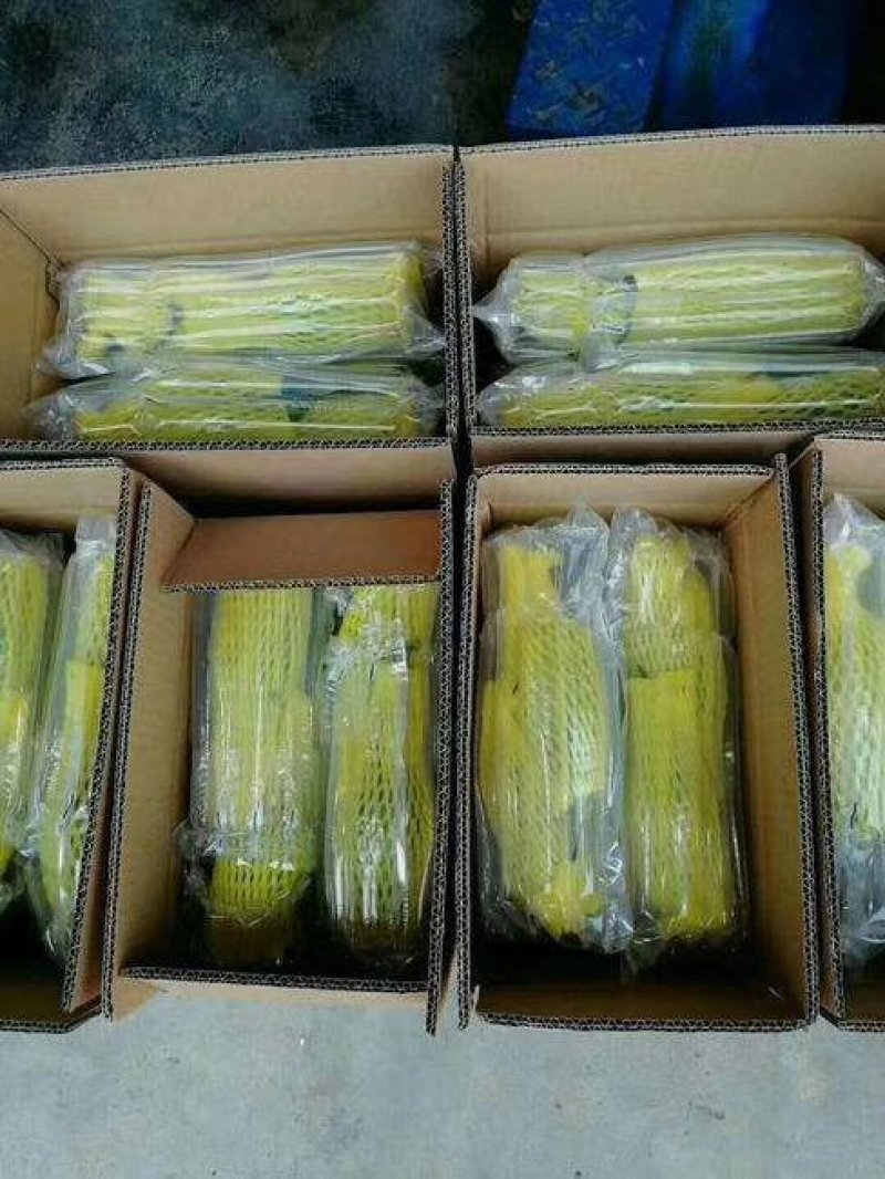 一件代发博洋密瓜，产地低价大量供应全国各地批发市场