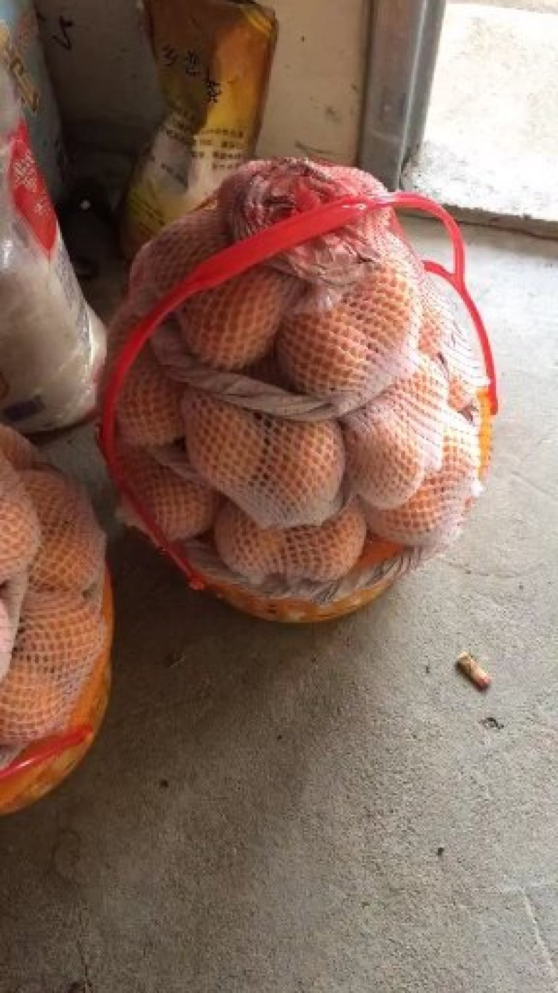 云霄枇杷之乡。