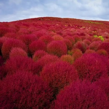 红叶地肤种子绿叶地肤草种子地麦铁扫帚苗菜种子景观花海