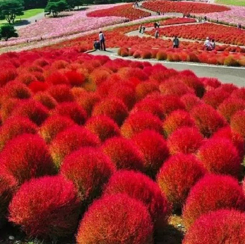 红叶地肤种子绿叶地肤草种子地麦铁扫帚苗菜种子景观花海