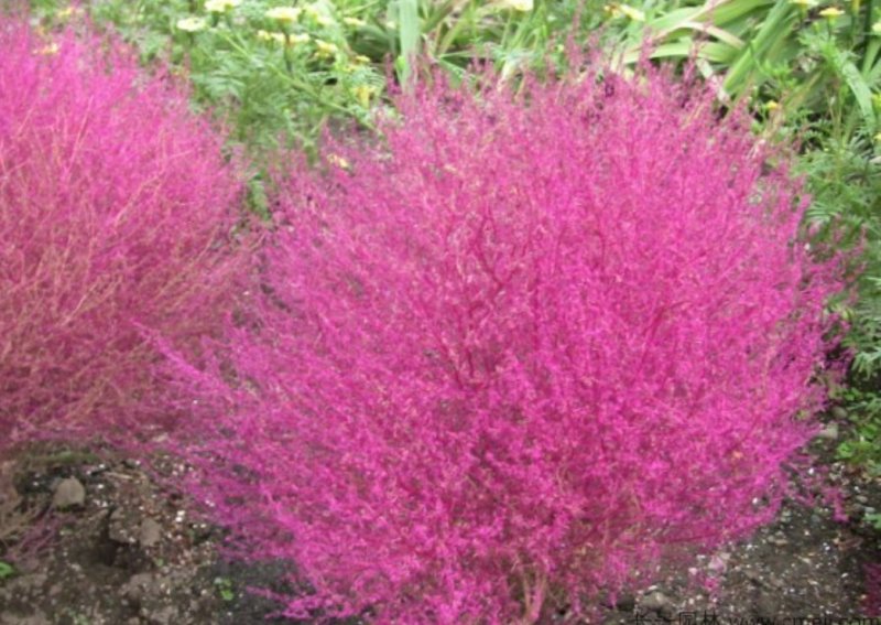 红叶地肤种子绿叶地肤草种子地麦铁扫帚苗菜种子景观花海