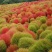 红叶地肤种子绿叶地肤草种子地麦铁扫帚苗菜种子景观花海