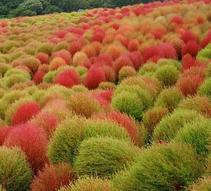 红叶地肤种子绿叶地肤草种子地麦铁扫帚苗菜种子景观花海