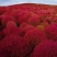 红叶地肤种子绿叶地肤草种子地麦铁扫帚苗菜种子景观花海