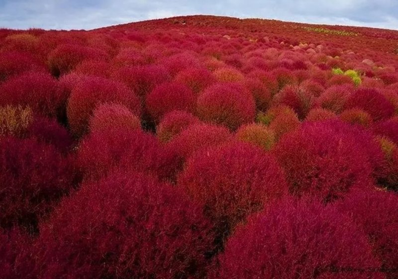 红叶地肤种子绿叶地肤草种子地麦铁扫帚苗菜种子景观花海