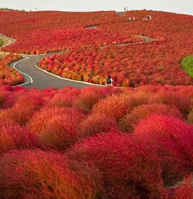 红叶地肤种子绿叶地肤草种子地麦铁扫帚苗菜种子景观花海