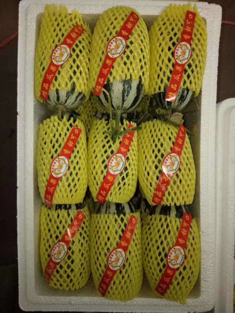 一件代发博洋密瓜，产地低价大量供应全国各地批发市场