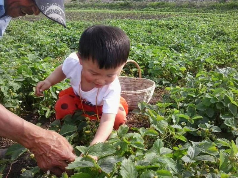 抗寒草莓苗四季抗寒草莓种苗占地苗大量批发绿植果树苗