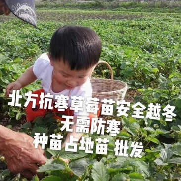 抗寒草莓苗四季抗寒草莓种苗占地苗大量批发绿植果树苗