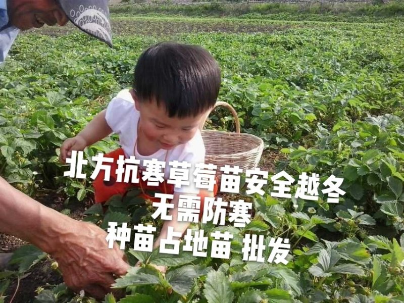 抗寒草莓苗四季抗寒草莓种苗占地苗大量批发绿植果树苗