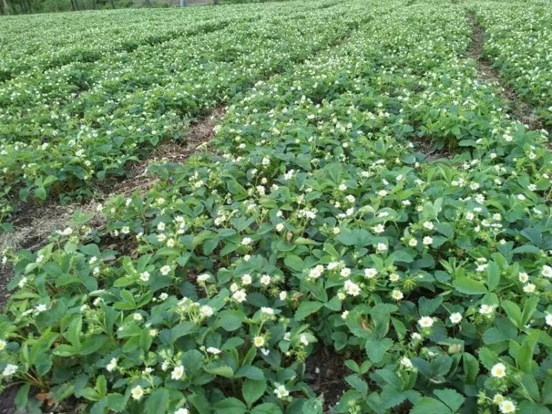 抗寒草莓苗四季抗寒草莓种苗占地苗大量批发绿植果树苗