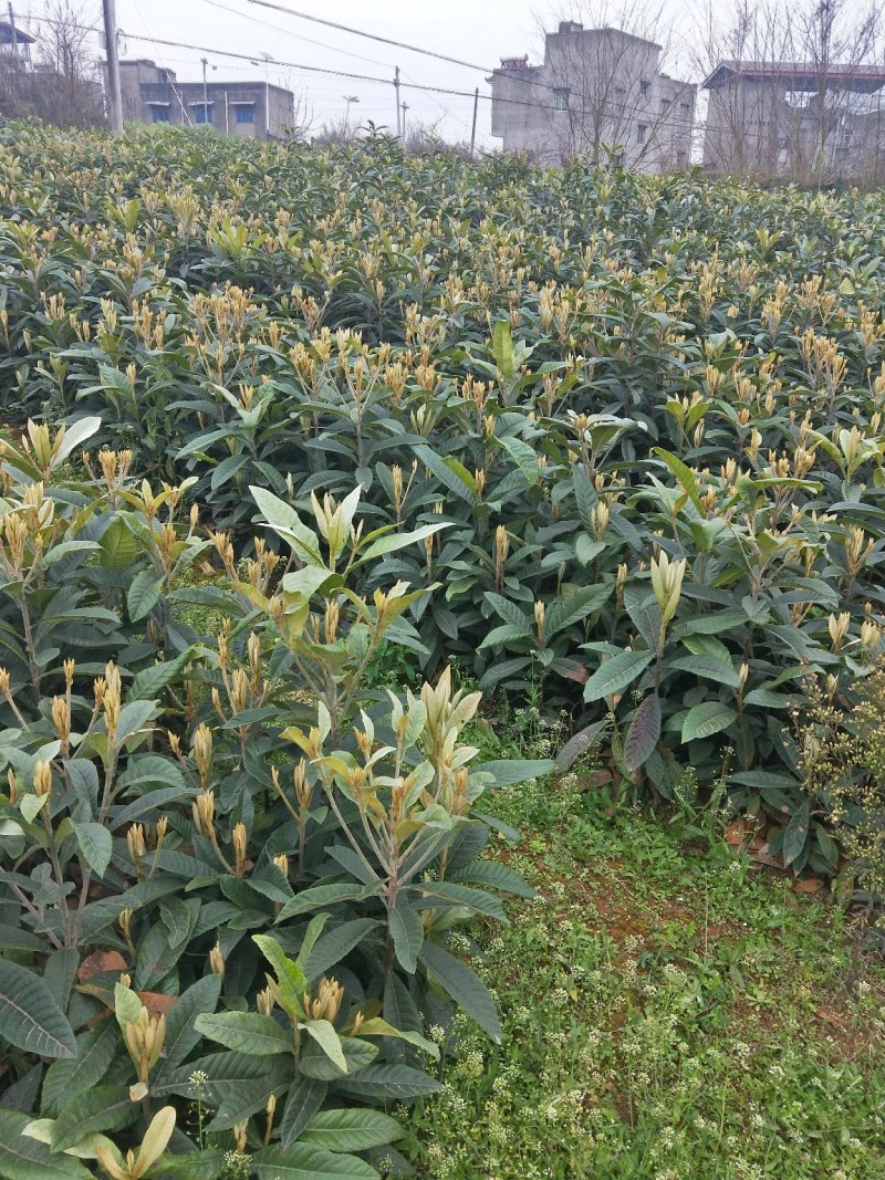 简阳市三星镇新批杷营养杯苗