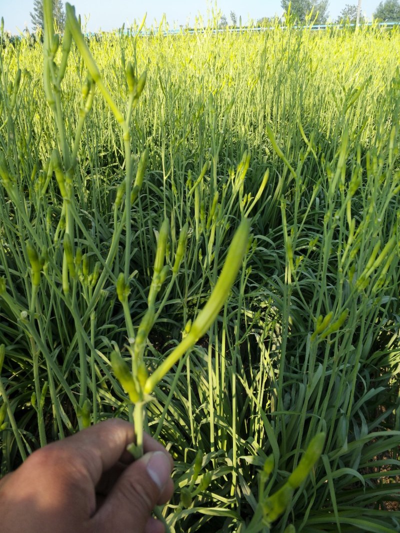 四月花黄花菜