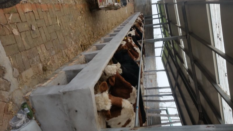 肉牛犊批发鲁西黄牛价格西门塔尔小牛犊出售改良杂交肉牛犊批