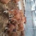 肉牛犊批发鲁西黄牛价格西门塔尔小牛犊出售改良杂交肉牛犊批