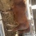 肉牛犊批发鲁西黄牛价格西门塔尔小牛犊出售改良杂交肉牛犊批