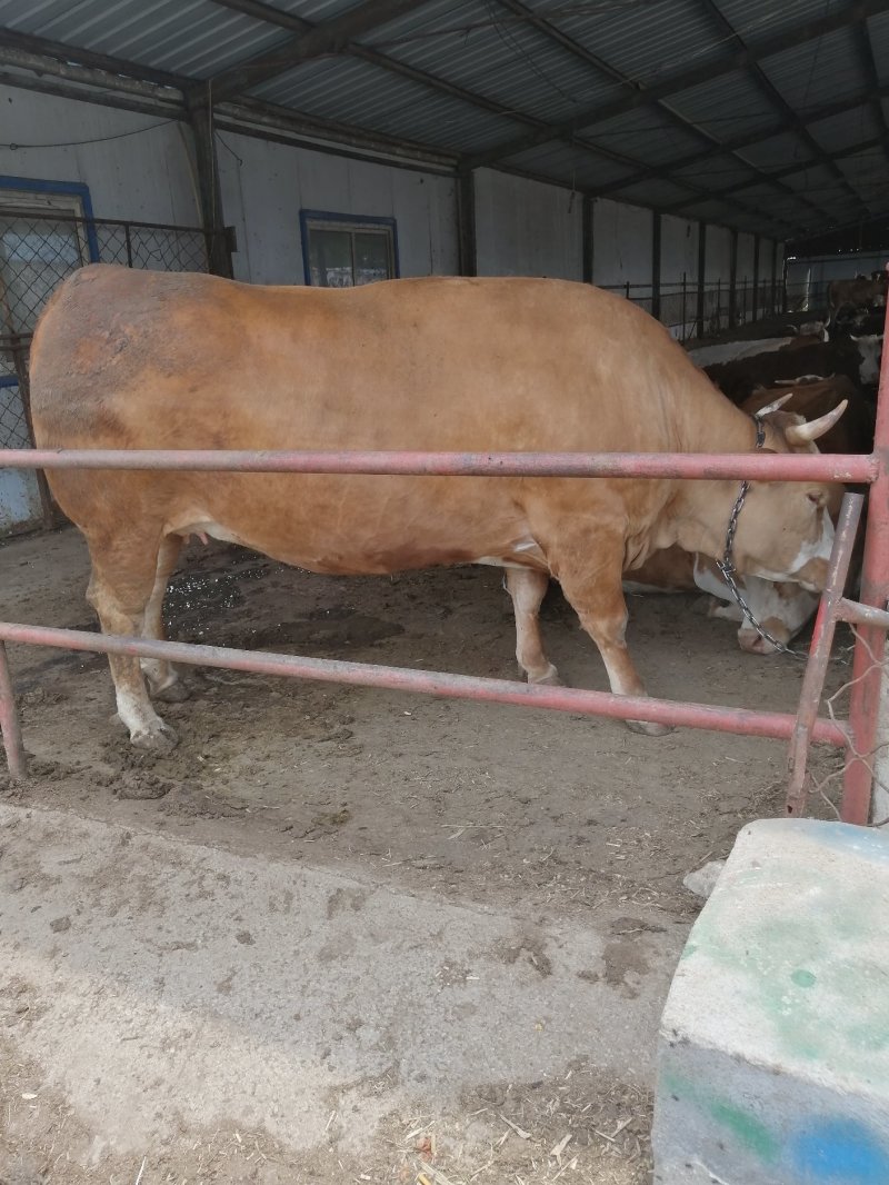肉牛犊批发鲁西黄牛价格西门塔尔小牛犊出售改良杂交肉牛犊批