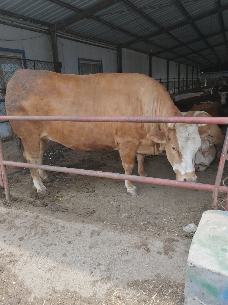 肉牛犊批发鲁西黄牛价格西门塔尔小牛犊出售改良杂交肉牛犊批