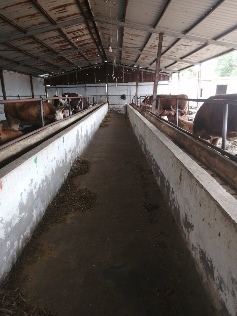 肉牛犊批发鲁西黄牛价格西门塔尔小牛犊出售改良杂交肉牛犊批