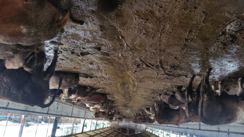 肉牛犊批发鲁西黄牛价格西门塔尔小牛犊出售改良杂交肉牛犊批