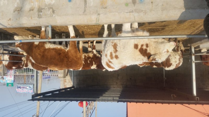 肉牛犊批发鲁西黄牛价格西门塔尔小牛犊出售改良杂交肉牛犊批