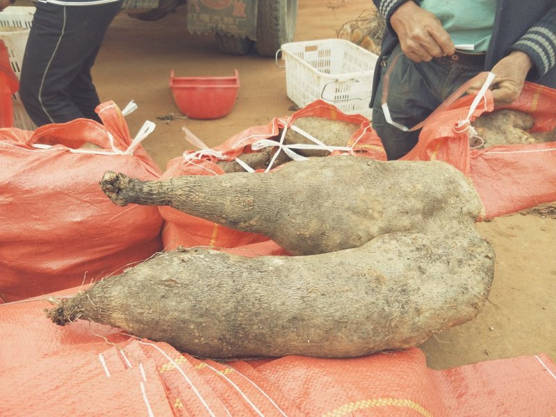 称托山药产地直销量大优先