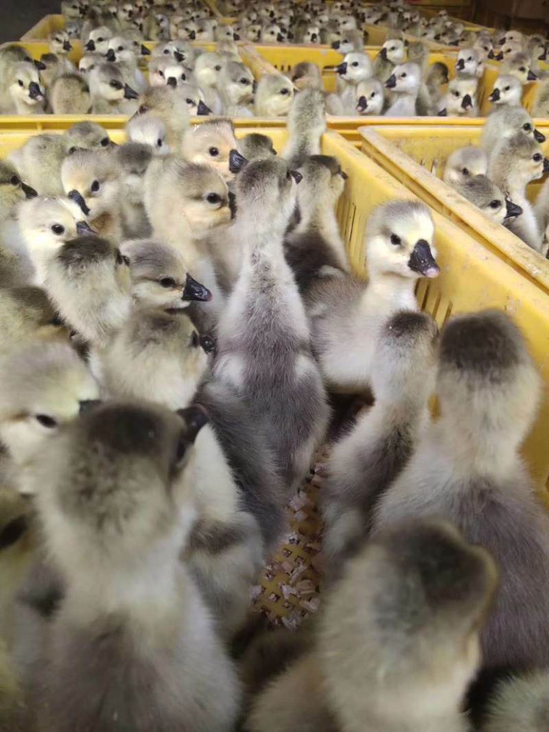 狮头鹅苗，包成活，包疫苗
