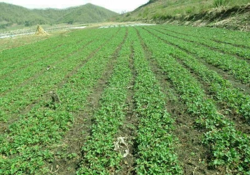 北方抗寒草莓苗品种，安全越冬，黑龙江不用防寒