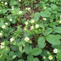 北方抗寒草莓苗品种，安全越冬，黑龙江不用防寒