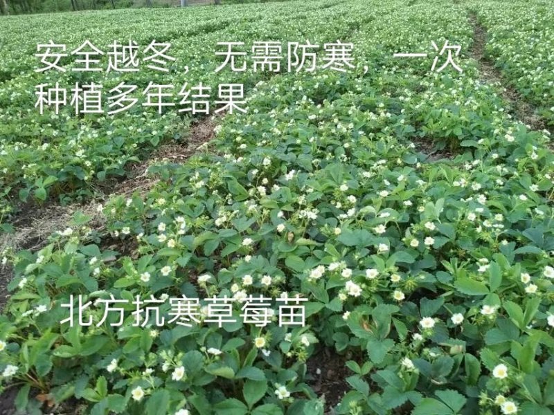 北方抗寒草莓苗品种，安全越冬，黑龙江不用防寒