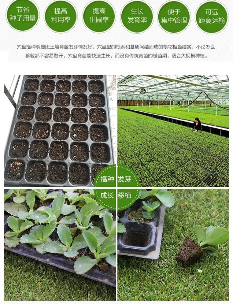 育苗穴盘50穴全新材质国标蔬菜瓜果育苗盘型号齐全支持定做