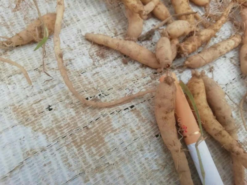 贵州施秉县牛大场太子参假一赔十